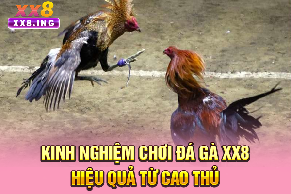 Kinh nghiệm chơi đá gà XX8 hiệu quả từ cao thủ