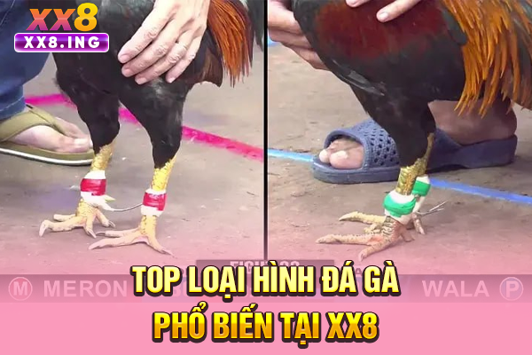 Top loại hình đá gà phổ biến tại XX8