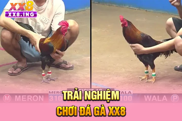 Trải nghiệm chơi đá gà XX8